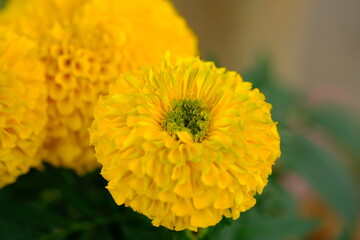 Tagetes erecta, the Aztec marigold, Mexican marigold, big marigold. cempazchitl or cempaschil. Closeup of yellow marigold. 