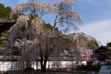 天野山金剛寺の春風景