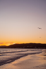 Praia nascer do sol com pássaros