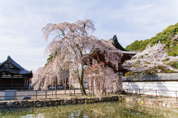 天野山金剛寺の春風景