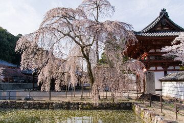 天野山金剛寺の春風景