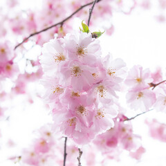 Selective focus of beautiful branches of pink Cherry blossoms on the tree under blue sky, Beautiful Sakura flowers during spring season in the park, Flora pattern texture, Nature floral background.