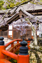 天野山金剛寺の春風景