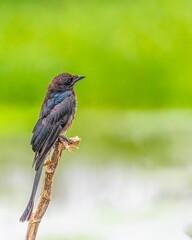 Obraz premium Black drongo bird perching on a tree branch with blur green background. Vertical shot