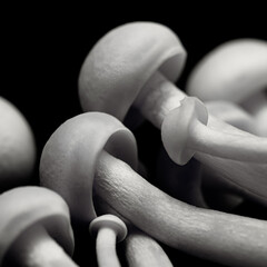 Closeup photo of Shimeji mushrooms