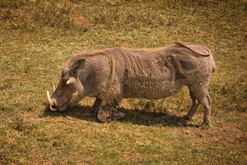 Warzenschwein beim grasen und fressen. Safari, Tanzania