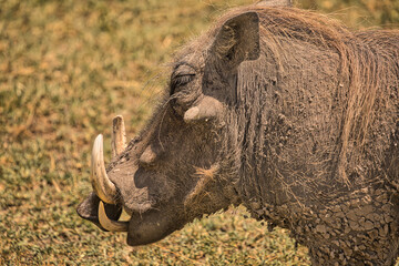 Warzenschwein in Afrika