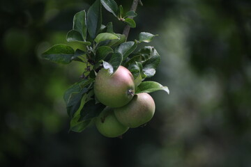 Fruiting Apples