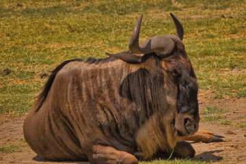 Gnus in Afrika