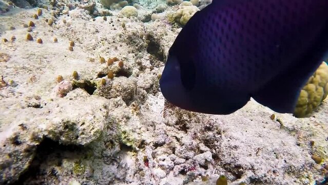 Red toothed triggerfish is defending its brood at a tropical coral garden in reef of Maldives island in wide angle video camera mode
