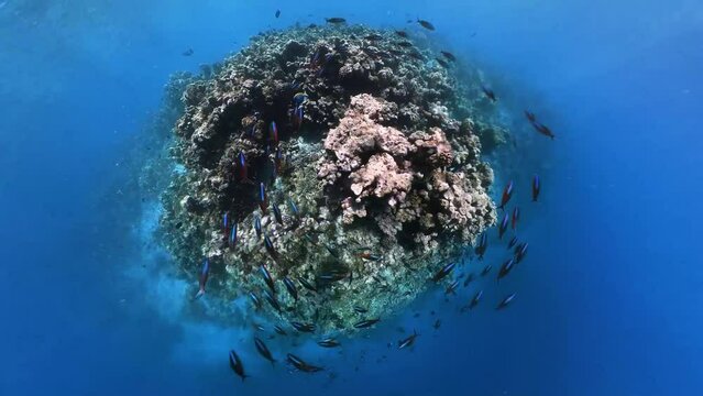 School of dark banded fusilier swimming over tropical coral in coral garden in reef of Maldives island in a 360 video camera degree modus