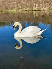 Swans on a lake with blue water and a sunny day. 