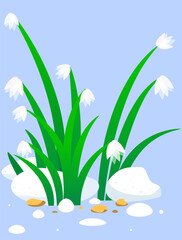 Snowdrop day landscape with melting snow, vector art illustration.