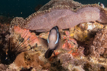 Coral reef and water plants at the Sea of the Philippines
