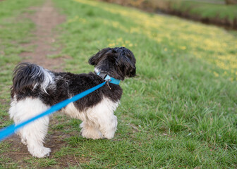 Shih Tzu dog on a blue leash in a spring park