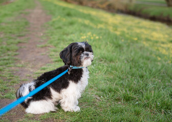 Shih Tzu dog on a blue leash in a spring park