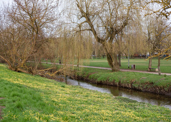 Spring landscape in the park: green grass, yellow flowers, willows and a narrow river