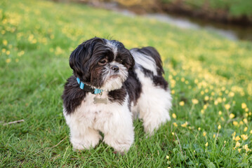 Shih Tzu dog in a spring park on a background of green grass and yellow flowers.