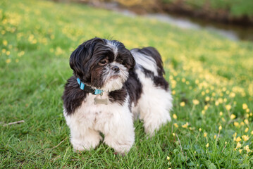 Fototapeta premium Shih Tzu dog in a spring park on a background of green grass and yellow flowers.