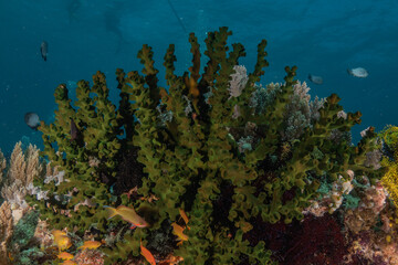 Coral reef and water plants at the Sea of the Philippines
