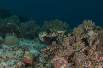 Hawksbill sea turtle at the Sea of the Philippines
