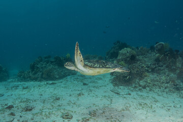 Obraz premium Hawksbill sea turtle at the Sea of the Philippines