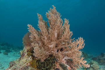 Coral reef and water plants at the sea of Philippines
