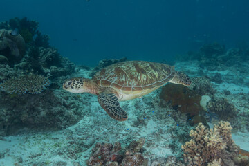 Fototapeta na wymiar Hawksbill sea turtle at the Sea of the Philippines