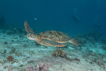 Fototapeta na wymiar Hawksbill sea turtle at the Sea of the Philippines