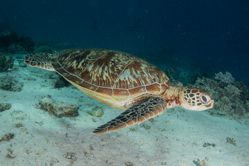 Obraz premium Hawksbill sea turtle at the Sea of the Philippines
