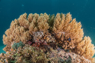 Coral reef and water plants at the sea of Philippines
