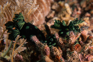 Sea slug at the Sea of the Philippines