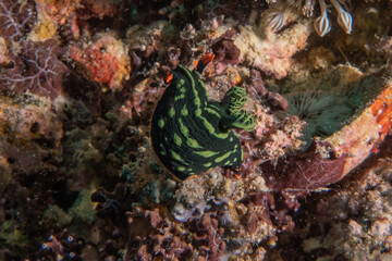Sea slug at the Sea of the Philippines