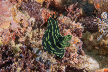 Fototapeta na wymiar Sea slug at the Sea of the Philippines