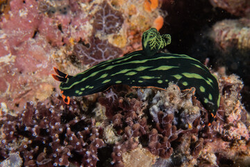 Sea slug at the Sea of the Philippines