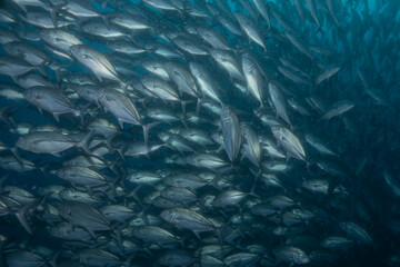 Fish swim at the at the Sea of the Philippines