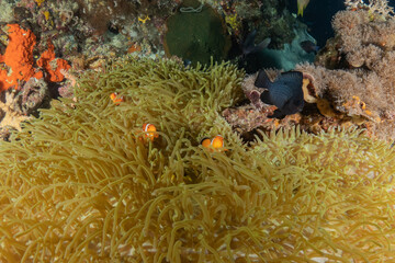 Coral reef and water plants at the sea of Philippines
