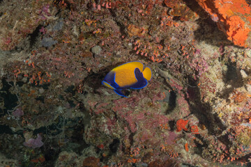 Fototapeta na wymiar Fish swim at the at the Sea of the Philippines