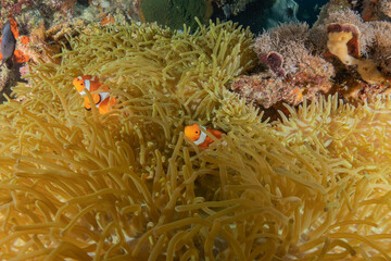 Coral reef and water plants at the sea of Philippines
