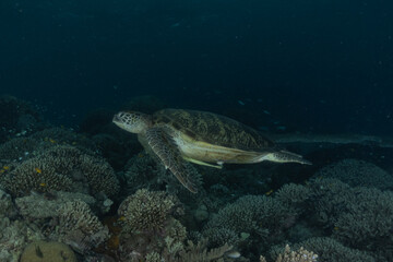 Fototapeta premium Hawksbill sea turtle at the Sea of the Philippines