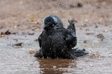 kawka czarna ptak kąpiel