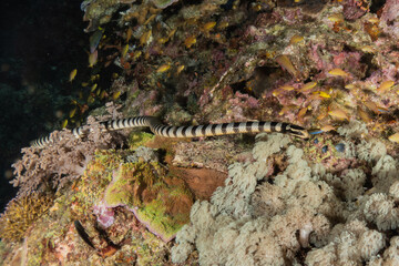 Banded Sea Krait Laticauda colubrina in the Sea of the Philippines

