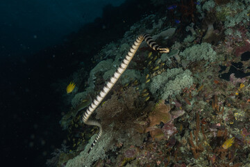 Obraz na płótnie Canvas Banded Sea Krait Laticauda colubrina in the Sea of the Philippines