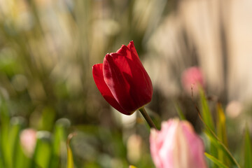 Red tulip flower plants floral petals photo. Close up blurred background wallpaper, spring gardening ideas, petal leaf leaves natural 