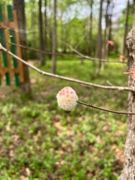 Wool sower gall wasp ball, also known as oak seed gall, that looks like white cotton ball with pink dots on oak tree limb