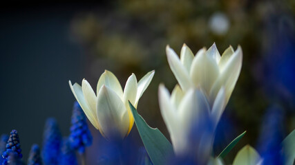 tulipany białe wiosna kwiaty - obrazy, fototapety, plakaty