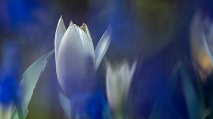 szafirki niebieskie białe tulipany na wiosnę
