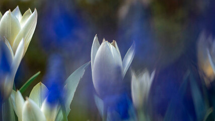 tulipany i szafirki wiosna na ogródku