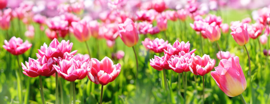 bright pink tulips flowers on green meadow, abstract natural background. blossoming spring season nature image. Beautiful floral landscape. template for design. banner