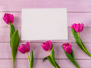 Purple tulip flowers on pink wooden background and place for text. Mother's day background